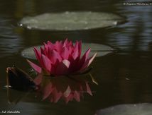 Nénuphar
