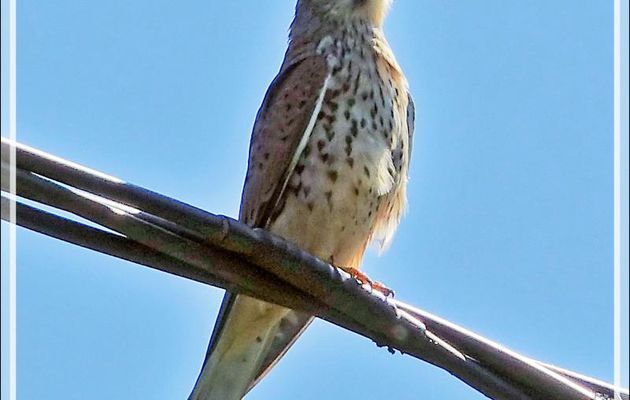 Faucon crécerelle, Common kestrel (Falco tinnunculus) - Lartigau - Milhas - 31