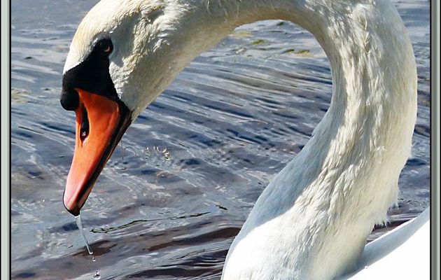 Ma toute première photo avec mon Panasonic Lumix FZ200 : Cygne tuberculé - La Couarde sur Mer - Ile de Ré - 17 