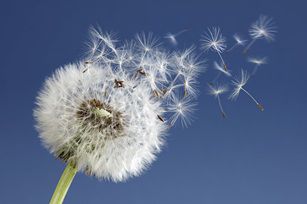 JOIE des MOTS vous souhaite une bonne soirée ! 