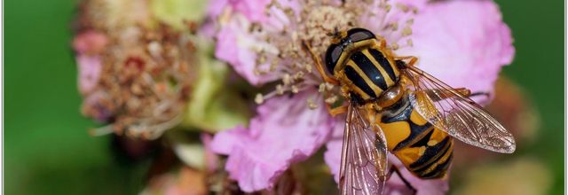 Hélophile suspendu (1) - Helophilus pendulus