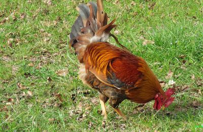 un beau coq ... !
