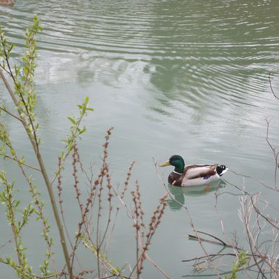 Les canards de St Joseph de Rivière.. dans l'Isère..