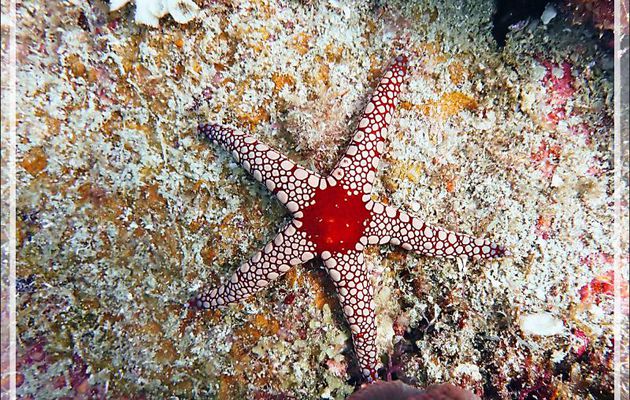Etoile à mailles rouges, Red mesh starfish, Necklace sea star (Fromia monilis) - Betaniazo - Tsarabanjina - Mitsio - Madagascar