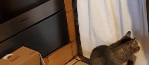 Tant qu'il y a des châtaignes ....