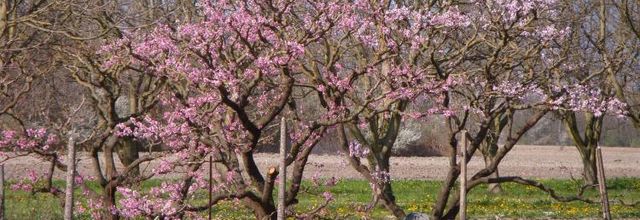 Le printemps est arrivé..
