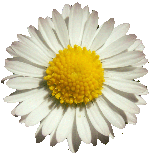 *Poésie: Pâquerette