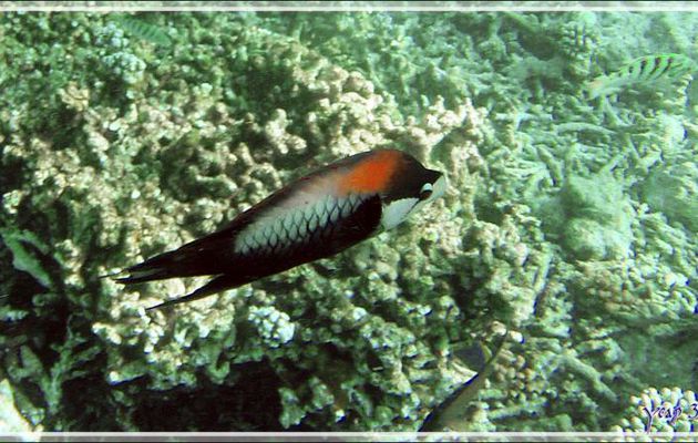 Labre à long museau ou Epibule trompeur, Slingjaw wrasse (Epibulus insidiator) - Snorkeling à Thudufushi - Atoll d'Ari - Maldives