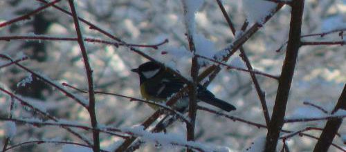 La noce des oiseaux de Jean-Claude Brinette