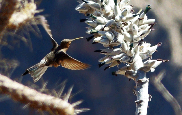 En attendant l'arrivée des condors : Colibri géant (Patagona gigas) - Cruz del Condor - Cañon de Colca - Pérou