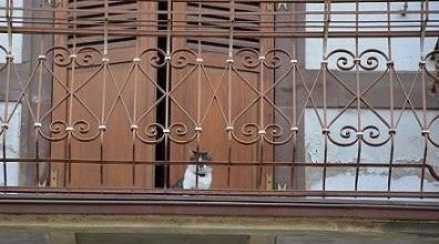 pauvre chat alsacien!