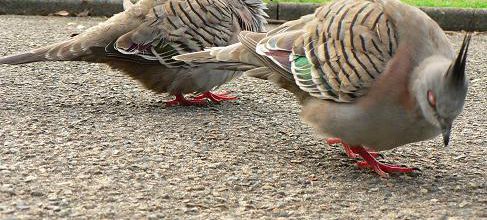 Pigeons Punk 2