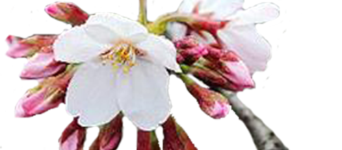 ✿*ﾟWhite flowers