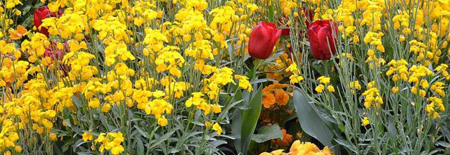 La photo du weekend : Fleurs de Printemps