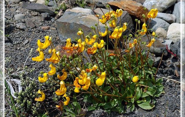 Chausson de Notre Dame, Zapatito de Nossa Senhora, Capachito (Calceolaria sp) - Parque de Torres del Paine - Patagonie - Chili