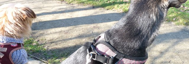 Chanel et Woopy au parc