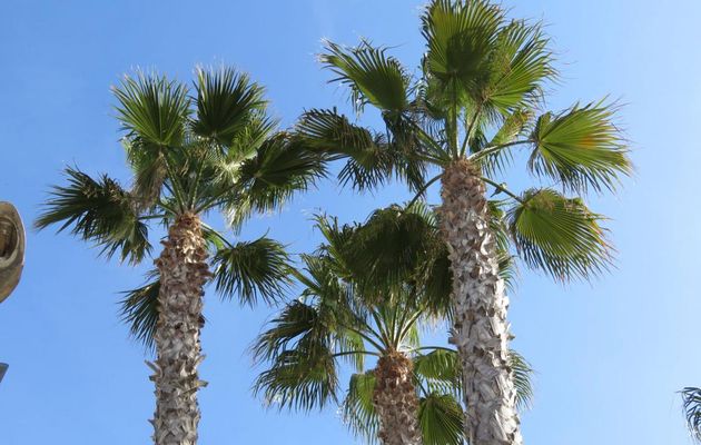 des oiseaux en Espagne