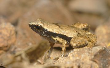 Des grenouilles qui entendent avec leur bouche