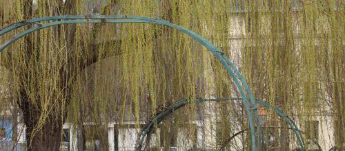 saule