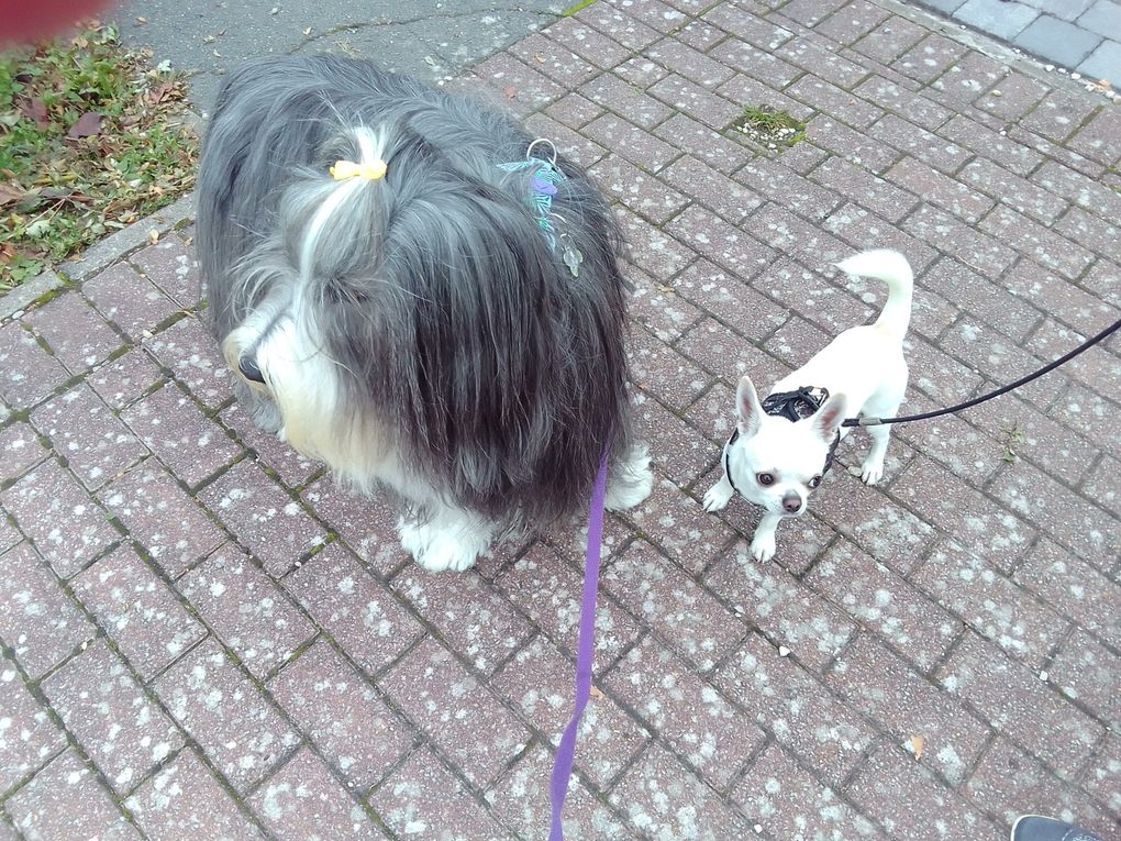 diaporama * Octavia & son p'tit amoureux Vasco (Chihuahua) lol - photos du 12.10.2025