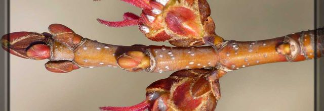Eclosion 