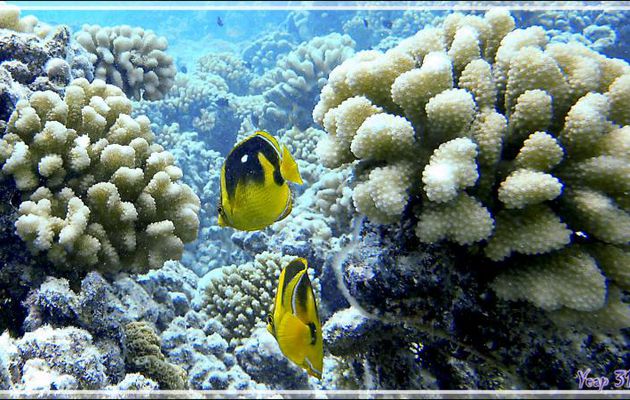 Poisson-papillon à 4 taches ou néon, Fourspot butterflyfish (Chaetodon quadrimaculatus) -  Passe sud Tumakohua - Atoll de Fakarava - Tuamotu - Polynésie française