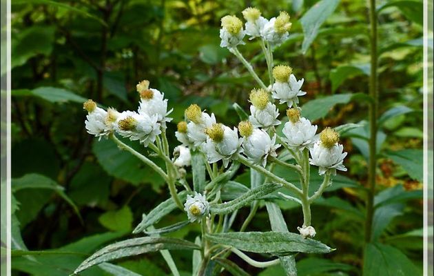 Immortelle blanche, Pearly Everlasting (Anaphalis margaritacea) - Petit Lac Preston - Duhamel - Outaouais - Québec - Canada