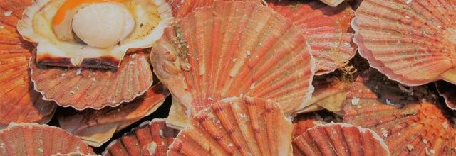  la belle coquille 