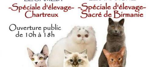 Expos de Mai : 