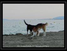 Gampo et Spok à la plage... à la tombée du jour.