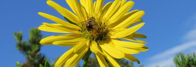 une fleur et bébète