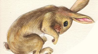 Crayons de couleur - Coloured pencils