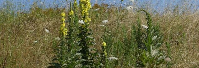 Verbascum densiflorum  = Verbascum thapsiforme  -  verbascum à fleurs denses