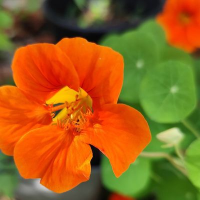 EB - Boite à bravos et journal de gratitude...