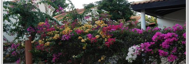  DES FLEURS DU SENEGAL