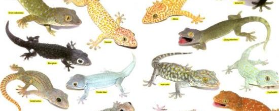 Gekko gecko - Gecko Tokay