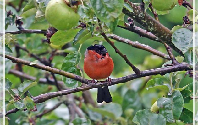 Bouvreuil pivoine mâle, Eurasian Bullfinch (Pyrrhula pyrrhula) - Lartigau - Milhas - 31