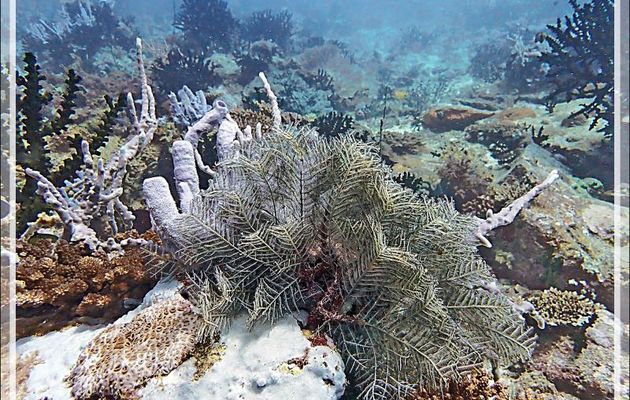 Hydraire de feu, Stinging hydroid (Aglaophenia cupressina) - Betalinjona (2ème Frère) - Nosy Tsarabanjina - Archipel Mitsio - Madagascar