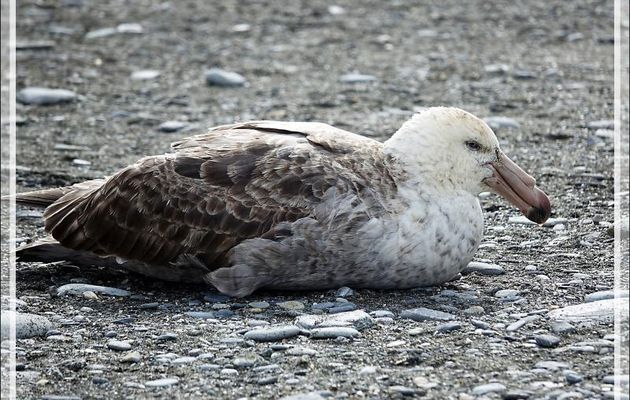 Pétrel de Hall, Northern Giant Petrel (Macronectes halli) -  Saint Andrews Bay - Géorgie du Sud