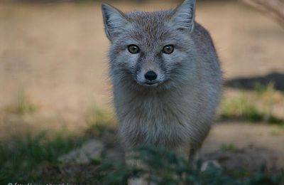 La Ménagerie du Jardin des Plantes :  Le renard Corsac ou renard des Steppes