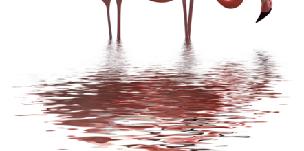 Tubes Oiseaux