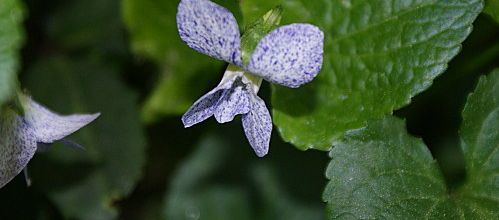 Violette