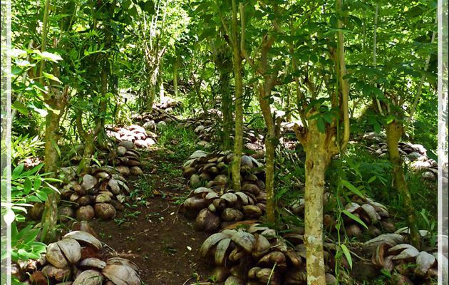 Extrême est de Tahaa : nous allons faire un tour dans "la Vallée de la vanille" - Polynésie française