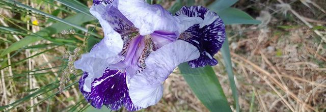 LES IRIS