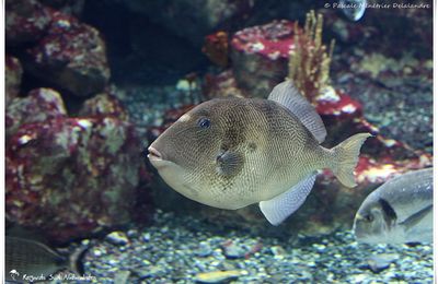 Mare Nostrum et quelques uns de ses poissons