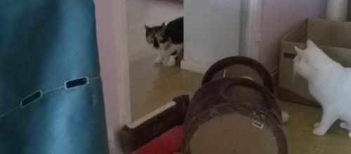 Boxe de chat