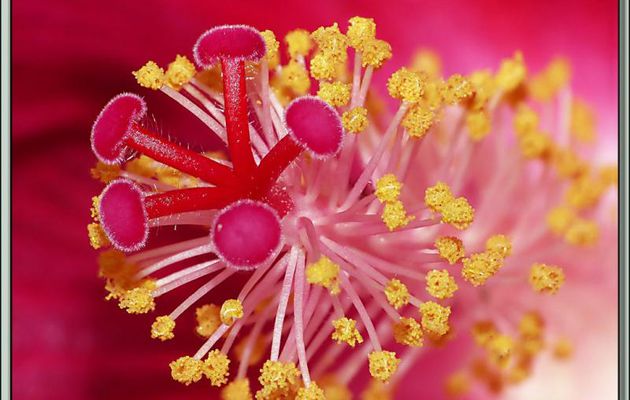 Au cœur d'un Hibiscus (ou Ketmie) des marais (Hibiscus palustris) - Lartigau - Milhas - 31