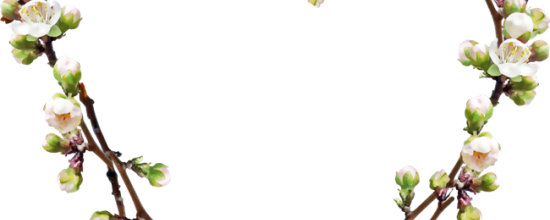 ✿*ﾟWhite flowers