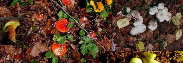 L'intoxication en 2013: Quand les champignons si mettent ?