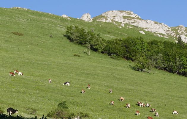 Le 13 juin : Un soir au Grand Colombier